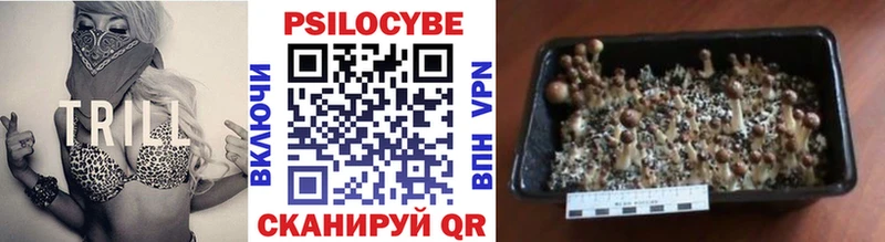 купить наркоту  Ногинск  Галлюциногенные грибы Psilocybine cubensis 